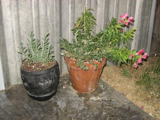 At 3 weeks: Lavender on the left, Snap Dragons, Lobelia, and Butterfly Daisy (from a different nursery)