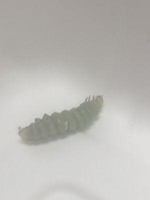 Caterpillar