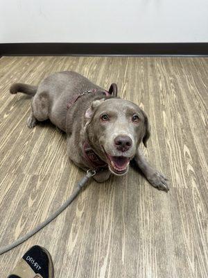 Spur the Silver Labrador at NDS Animal Hospital