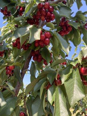 Tartarian cherries DELICIOUS