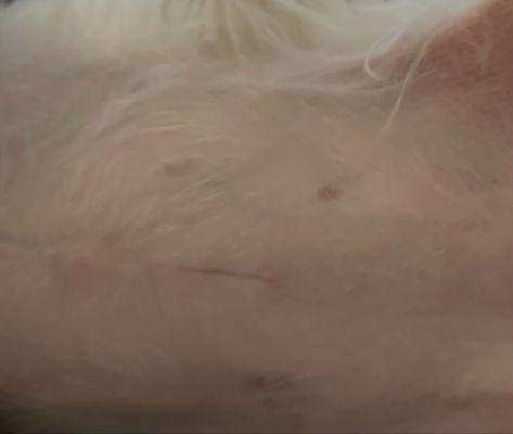 This is 4 weeks since she had surgery beautiful scar thank you Animal Care Clinic ‍