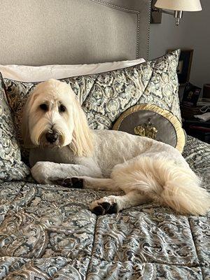 Happy pup!! Just groomed at Preppie Pooch!