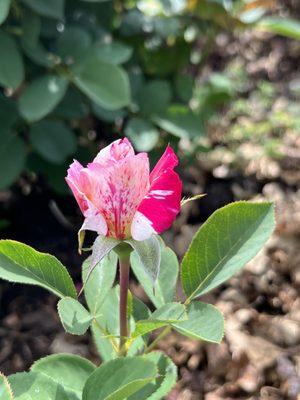 Lyndale Park Rose Garden