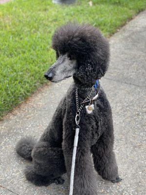 Dothan The Standard Poodle