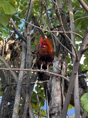 Chicken in tree at bar