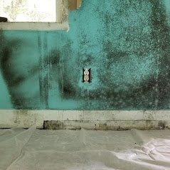 Mold Inspection Painesville OH