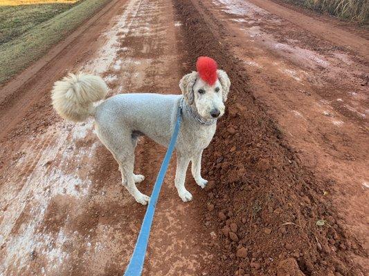 Can you stand how cute this haircut is?