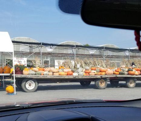 Pumpkin lineup for the year