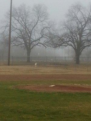 Pharroh chasing squirrels in the park on this foggy day.