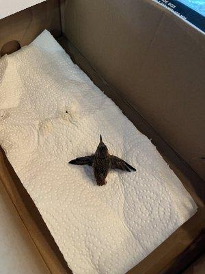 Thank you so much Bob for taking in this baby hummingbird!