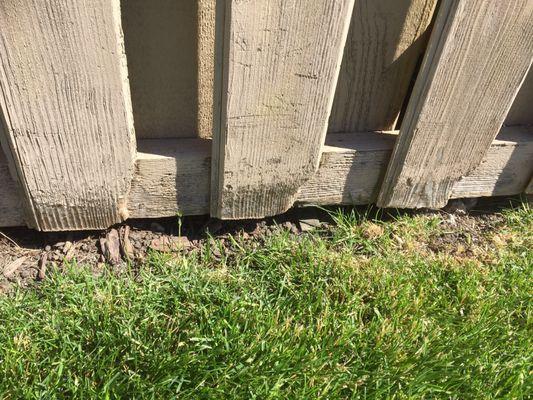 This is what the edge of my fence looks like thanks to Gino's LANDSCAPING working on my neighbors yard!