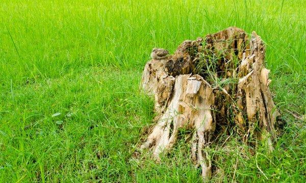 Stump Removal can be a real hassle! Leave it to a professional - Arbortek Trees