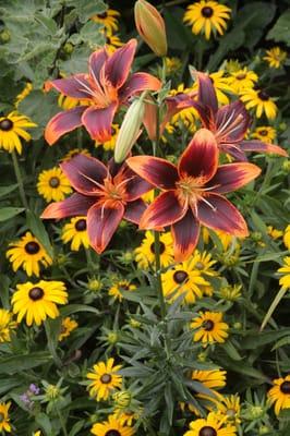 Lily 'Forever Susan' is a VERY popular cultivar in our vast selection of Lilies!