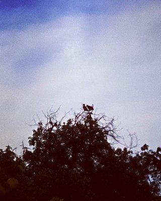 A mated pair of Great Horned Owls that frequent my backyard! They sing such a lovely duet!