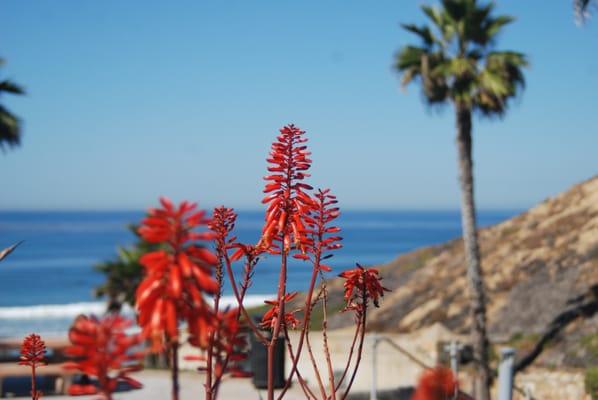 Beautiful Solana Beach