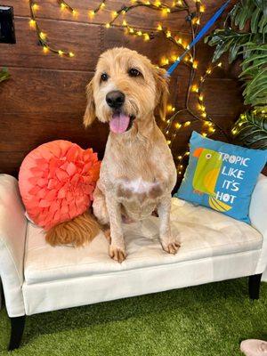 Your pet's all smiles after a fresh groom at Pawadise Parlor in NW Oklahoma City.