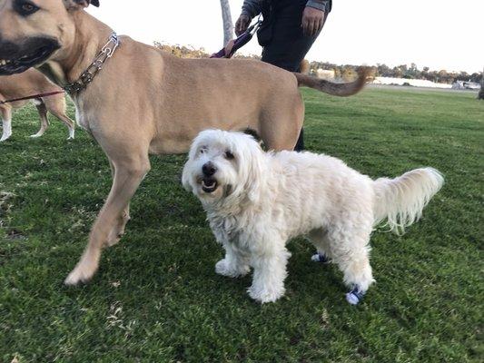 Hedda and Max on a PACK walk in the park.