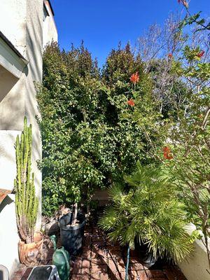 Overgrown hedge on the back patio which Martin trimmed down to size.