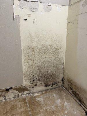 More black mold in bathroom