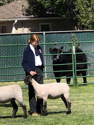 FFA girl getting ready to show her lamb. Steer in the back watching. He is drying from his bath.