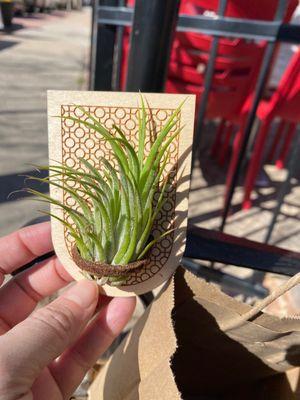 Magnetic carved wood with air plant