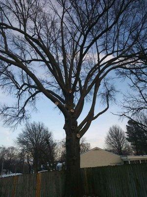 After picture of weight reduction on an oak tree