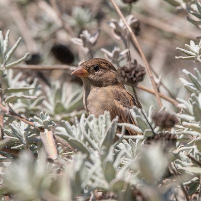 House Sparrow