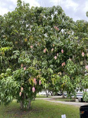 Valencia Pride mango tree