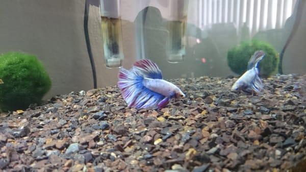 My new betta from About Fish Inc in my tank at home.