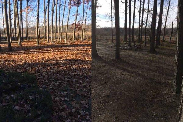 Before and After Fall Cleanup