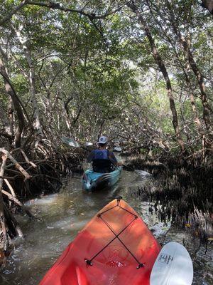 Heading through the mangroves