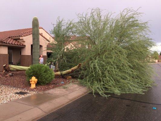 Downed tree from storm. Crushed 4 cacti.