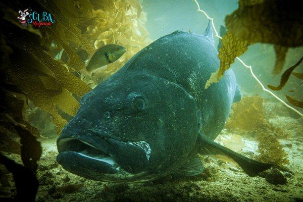 The majesty of the Black Sea Bass