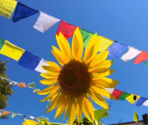 Prayer Flag Garden