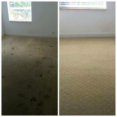 Carpet - Before & After!