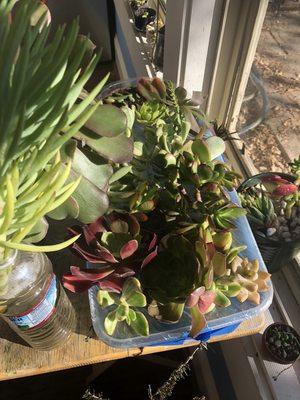 Succulents