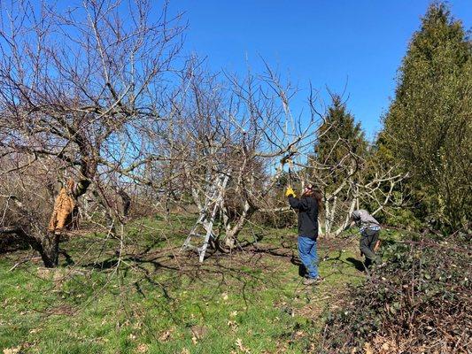 We care for a number of community orchards and help out on our partner properties. Learn more on our website.