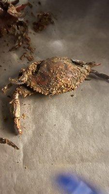 This crab shouldn't even be legal. BEWARE they are janky and will refuse to give you a refund for giving bad crabs.