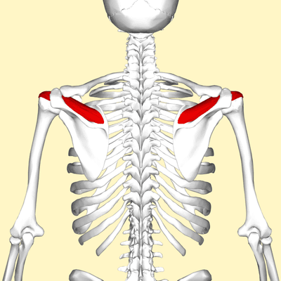 Multiple muscles are involved in any given joint. We must address them as well as their attachment sites on the body to achieve proper rehab