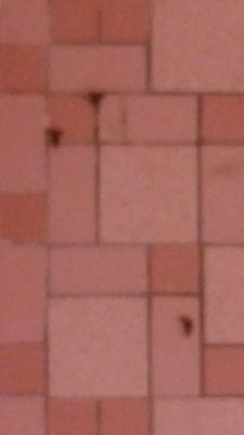 Bugs on shower floor