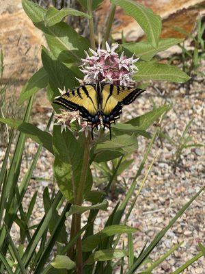 Beautiful butterflies in garden