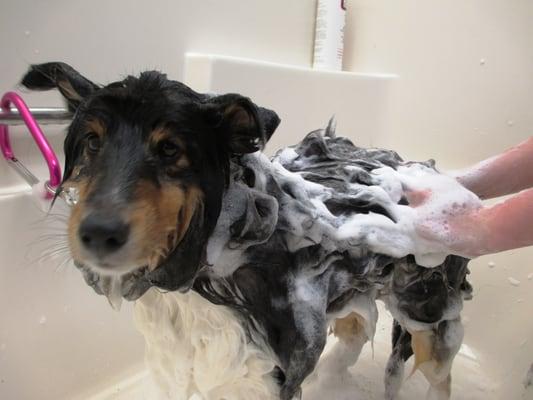 Scrub a dub dub! We offer grooming for dogs and cats.