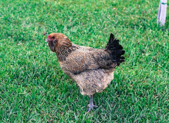 The lovely pet chicken that lives in the backyard.