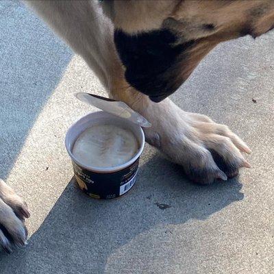 Ursula (ursula.gsd on Insta!) eats her delicious frozen yogurt treat from the nice ladies who did her nails today.