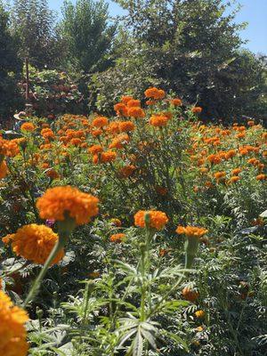 Landscape flowers