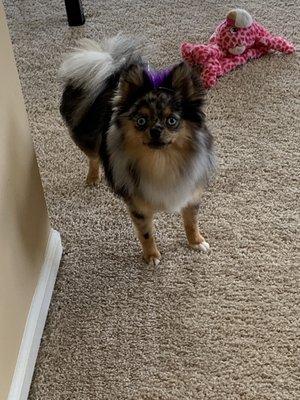 Our Nellie, a mini pomsky freshly groomed by Amanda's Grooming!