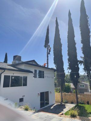 Cypress removal in narrow walkway