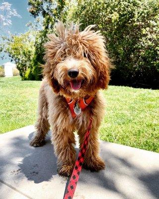 Kyoto before her first haircut.