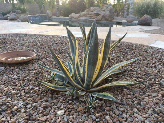 Varigated Agave - time to move the baby ones!