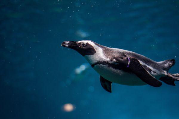 Zen Penguin Swim School